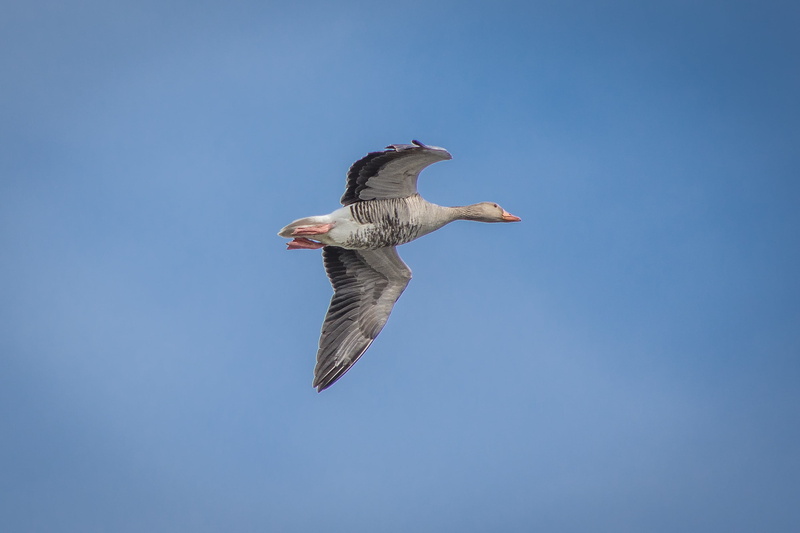 clear sky, animal, bird flight, wildlife photography, flight, animals in the wild, animal wing, greylag goose, bird of prey, no people, day, plumage, vertebrate