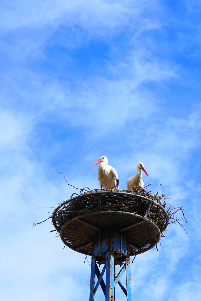 nest, animals in the wild, perching, stork, animal nest, storks, baby, two animals, bird nest, white stork, elegant, spring magic, outdoors, storchennest