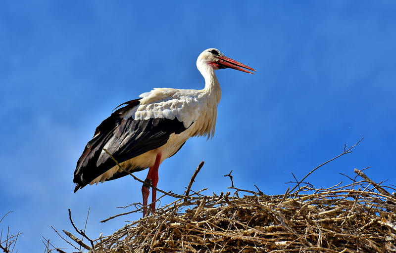 side view, animal wildlife, low angle view, animal world, animal, Fly, animal Nest, wildlife, no people, animals In The Wild, outdoors, wing, day, beak