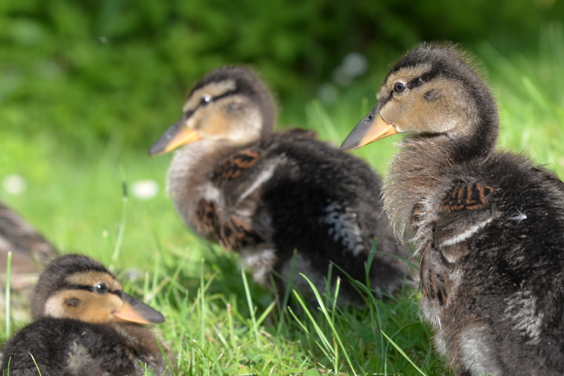 wildlife photography, look, animal wildlife, beak, bill, plumage, nature, wild ducks, duck, animals in the wild, young bird, creature, animal themes, water