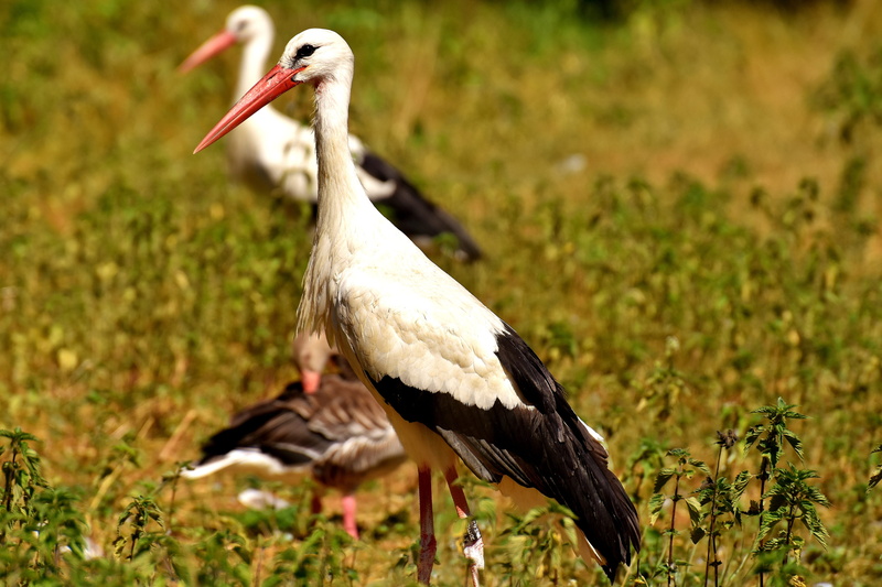 beak, animals in the wild, Bird, animals, rattle stork, animal, one animal, no people, Plumage, stork, elegant, animal world, selective focus, vertebrate