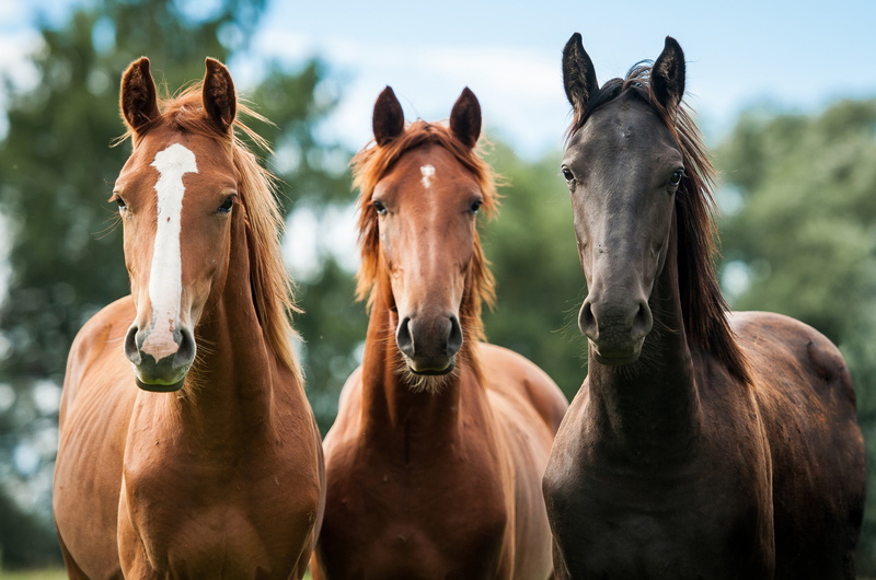 animal wildlife, group of animals, domestic animals, mammal, no people, animal head, focus on foreground, livestock, herbivorous, vertebrate, animals, animal themes