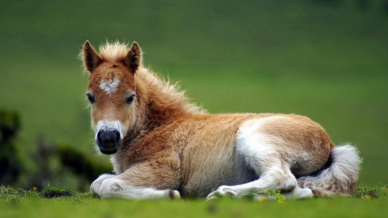 black, domestic, puppy, plant, herbivorous, animal, pets, relaxation, outdoors, grass, animal head, one animal, domestic animals, animal themes, vertebrate