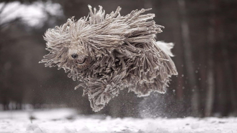 snowing, focus on foreground, one animal, tree, no people, nature, day, coniferous tree, animal themes, 1080P, outdoors, komondor, mammal, snow, plant