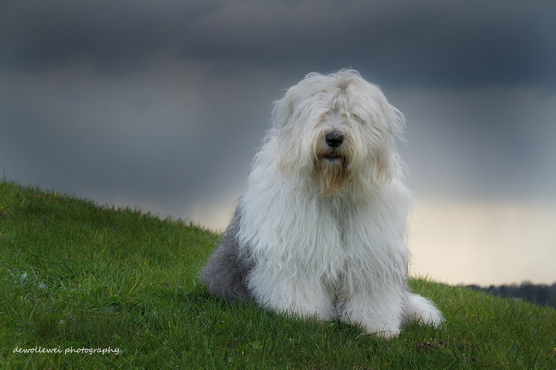 pets, animal, green Color, hairstyle, fluffy, young Animal, canine, old english sheepdog, one Animal, nature, meadow, grass, english, purebred Dog, white