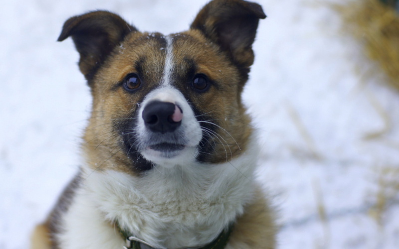 fur, domestic Animals, day, puppy, vertebrate, winter, canine, snow, nature, cute, funny dog, young Animal, friendship, purebred Dog, looking at camera