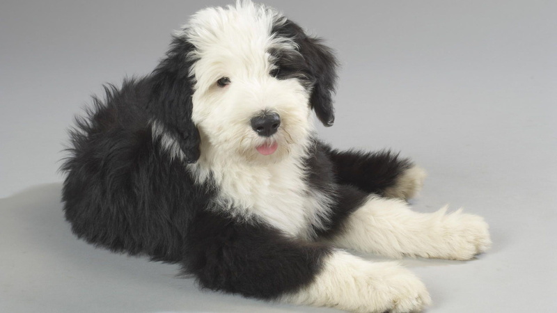 animals, english, coated, 1080P, size, medium, black, 1920x1080, long, old english sheepdog, sheepdog, dog, white, old