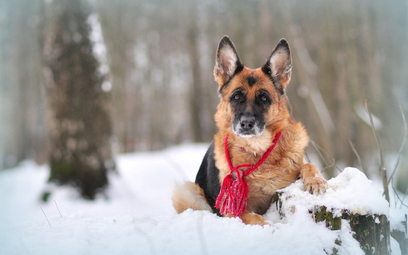 german, sheepdog, 720P, shepherd, dog, winter