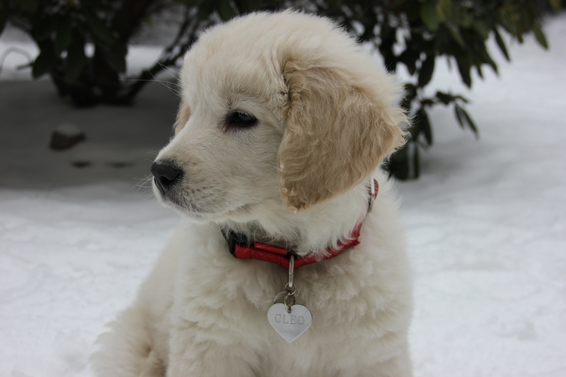 animal head, tatra sheepdog, mammal, puppy, dog, collar, animal, winter, one animal, focus on foreground, white color, 5K, pets, canine, warm clothing