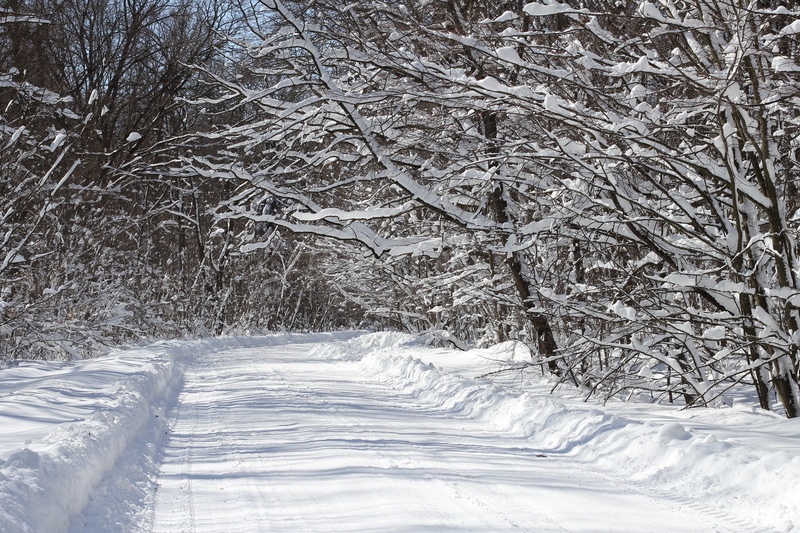 snowing, 2K, country, ukraine, forest, nature, white, extreme weather, surrounded, environment, covering, frost, season, woods, white color, sosonka, snowcapped mountain