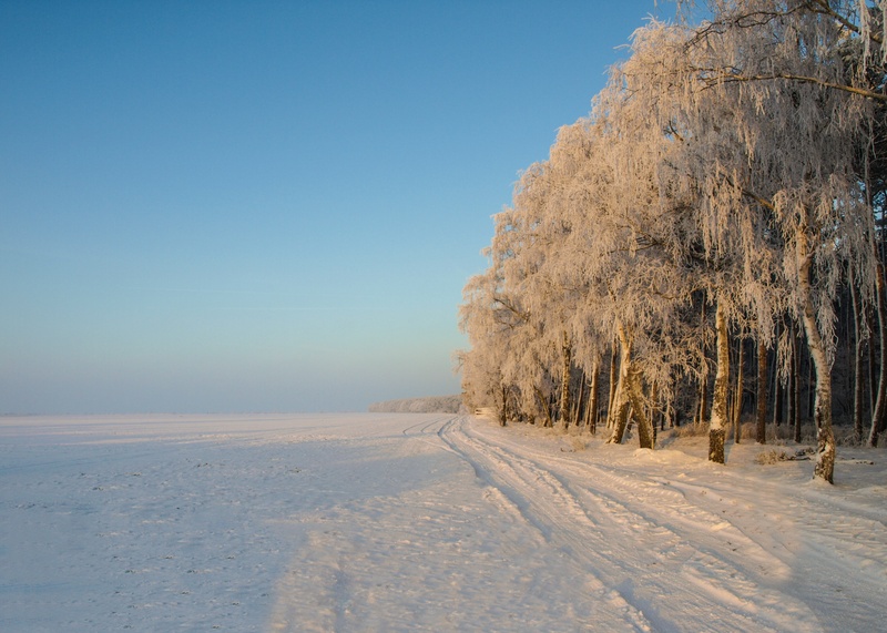 wintry, winter forest, ice, frost, forest, beauty in nature, winter time, plant, tranquility, winter bushes, scenics - nature, blue, copy space, landscape