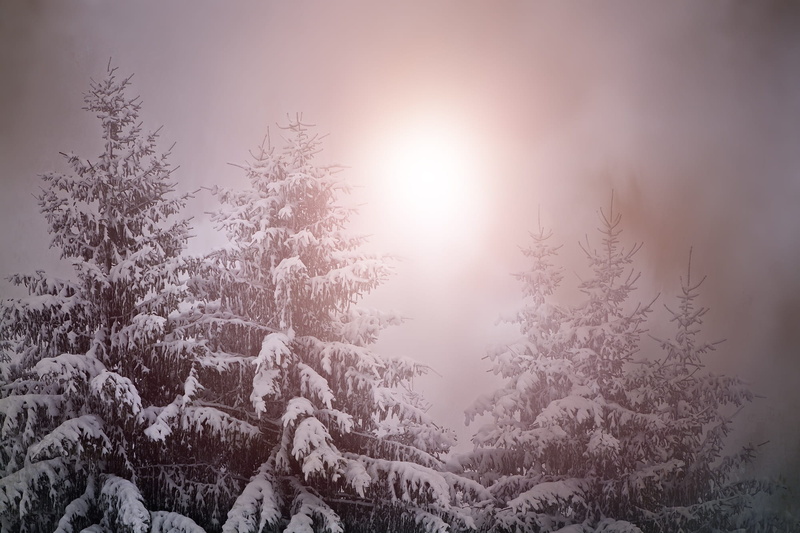 sunlight, light, weather mood, forest, fir trees, treetop, scenics - nature, frosty, snow, tranquil scene, 1080P, evening light, snowcapped mountain, fir tree