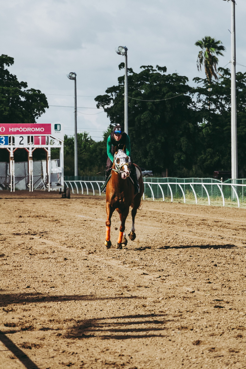 day, ride, nature, animal wildlife, field, people, stallion, riding, mammal, fence, race track, pets, domestic, barrier, running, course, athlete, herbivorous