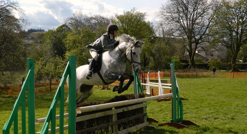 pets, day, sport, competition, jumps, animal wildlife, show, photography, horse, nature, boundary, plant, domestic animals, horseback, rider, tree, grass