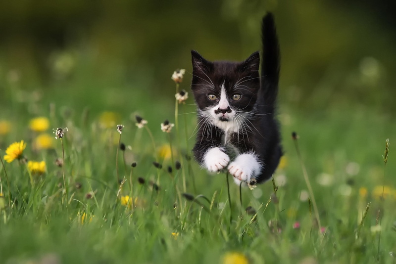 grass, cat, domestic cat, domestic animals, animal, outdoors, running, nature, domestic, animal themes, flower, feline, pets, mammal, land, animals, vertebrate