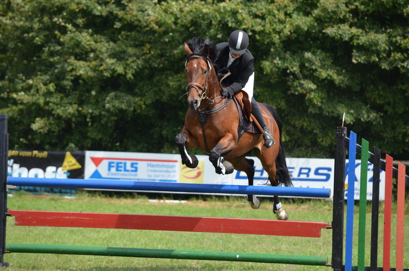 horseback riding, competition, sports race, rail, animal wildlife, herbivorous, vertebrate, brown, domestic, show jumping, working animal, pets, person