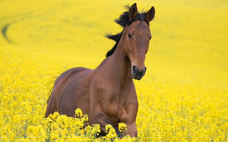 day, jump, animal wildlife, vertebrate, beauty In Nature, springtime, grass, landscape, 2K, domestic animals, freedom, animal, rural Scene, yellow, herbivorous