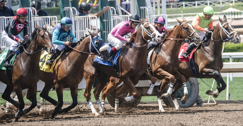 real people, equine, animal, ride, group of animals, animal wildlife, transportation, outdoors, working animal, mammal, domestic animals, men, horseback riding