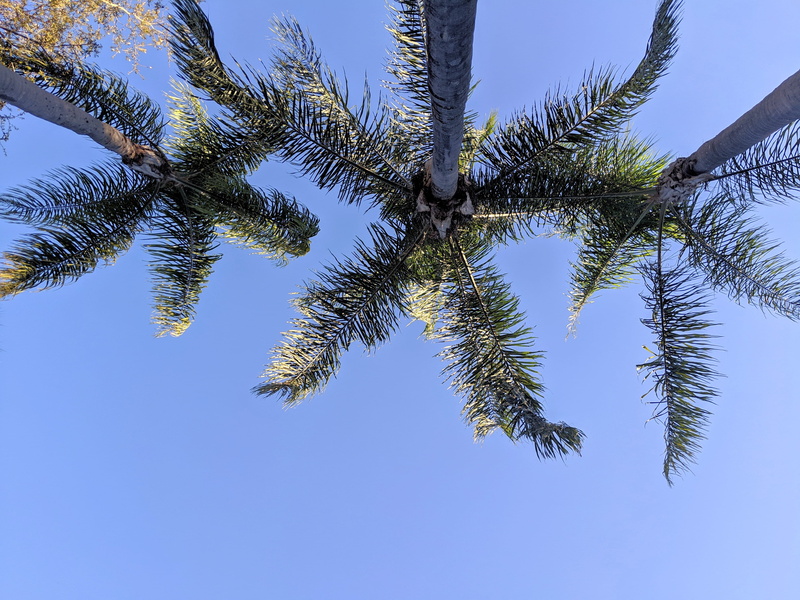 tree, supermarket, coniferous tree, palm tree, pollen, larch, banister, tropical tree, palm, no people, coconut palm tree, outdoors, market, growth, silhouette