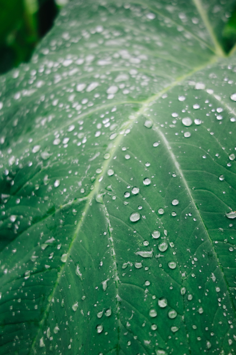 close-up, rain drops, freshness, outdoors, beauty in nature, purity, raining, day, fragility, rainy season, leaves, water drops, dew, drop, water, round