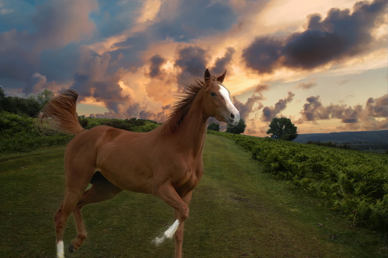 light, portrait, nose, vertebrate, horse, plant, land, sky, domestic animals, stallion, eye, beautiful, the horses are, resistance, beauty, cloud - sky