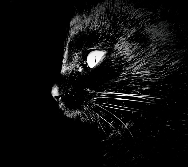 snout, Intrigue, Darkness, Cat, indoors, domestic animals, animal body part, animal themes, no people, close-up, animal eye, black background, domestic cat