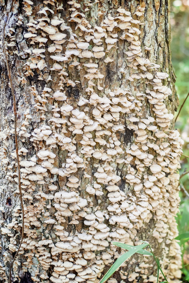 ivy, textured, fall, plant, texture, outdoors, moisture, parasite, no people, nature, beauty in nature, rough, interesting, tree trunk, autumn, moist, mushrooms