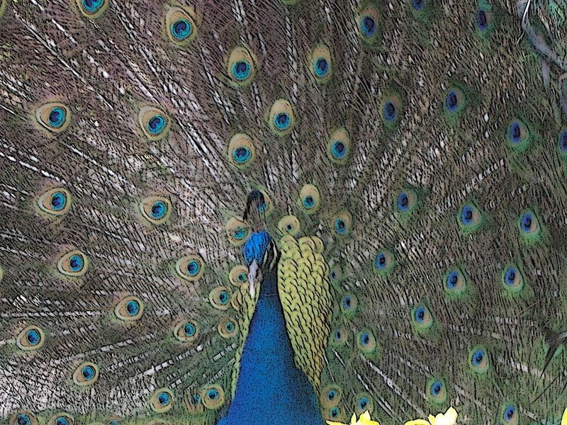 drawing, cartoon, peacock, drawn, colors, animals, birds, feathers, 1080P, bird