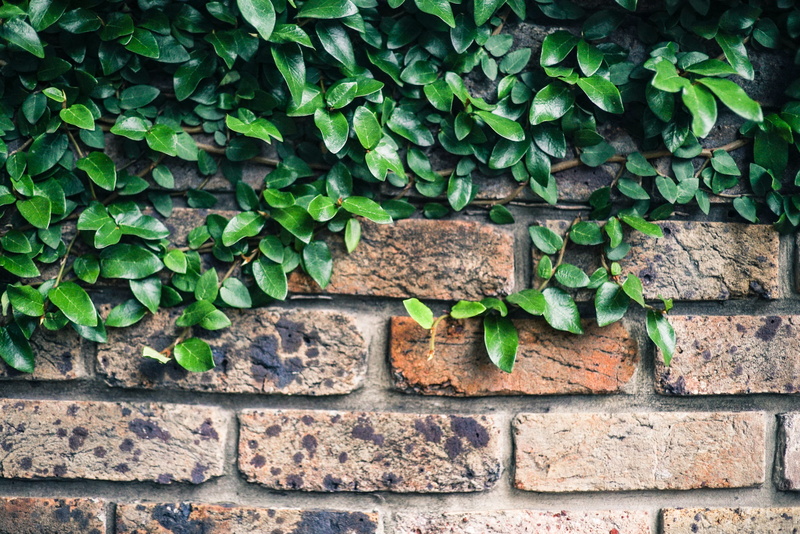 full frame, day, nature, close-up, plant, brickwall, 4K, built structure, plant part, concrete, green color, wall - building feature, stone wall, architecture