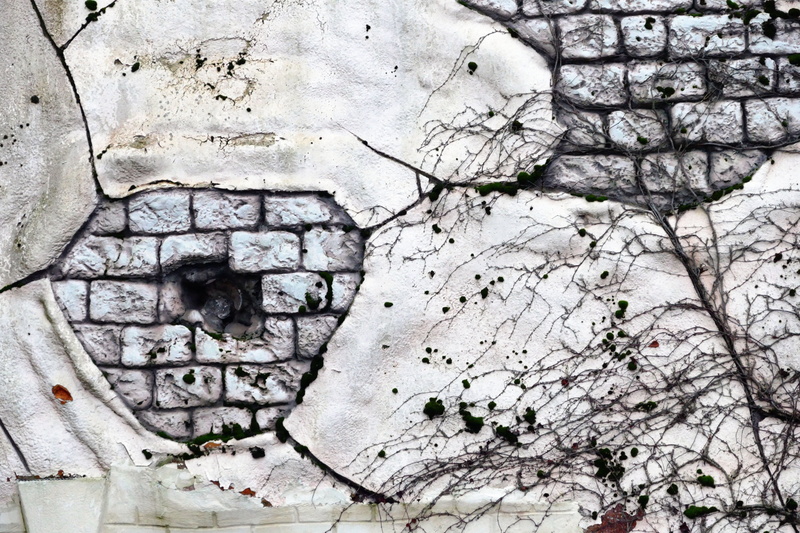 tree, plant, old, grungy, outdoors, aged, wall, Texture, cracked, close-up, weathered, pattern, brickwork, creativity, wall - building feature, built structure