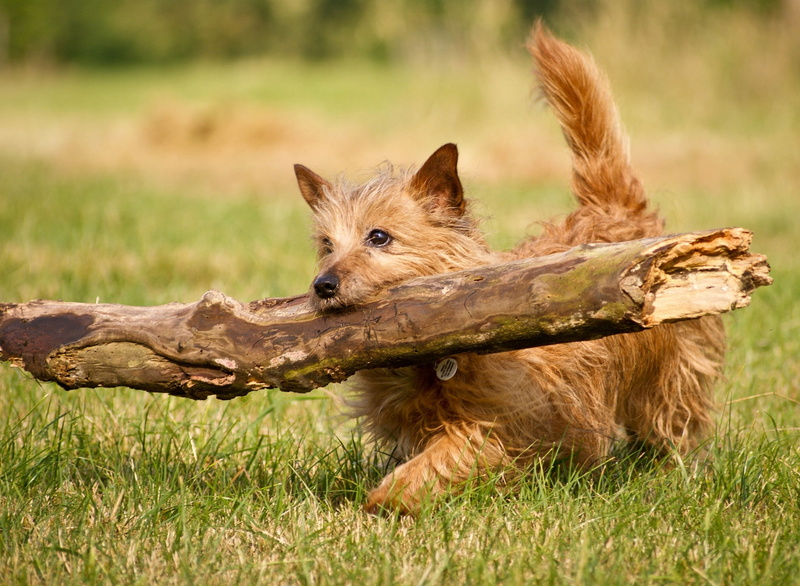 stick, log, strongman, 1080P