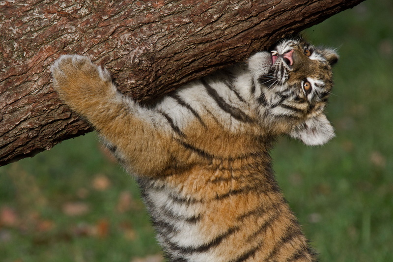 tiger, 4K, The Amur tiger, strongman, cub, log