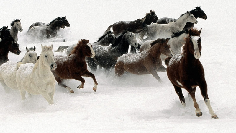 1080P, land, cold temperature, outdoors, mammal, white color, horses, domestic, pets, domestic animals, winter, herbivorous, medium group of animals, no people