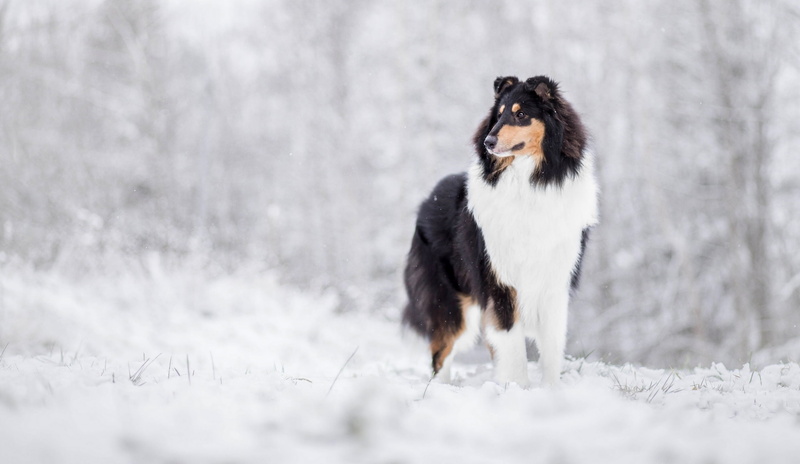 Collie, dog, mammal, animal themes, vertebrate, blizzard, Scottish shepherd, 2K, border collie, standing, running, cold temperature, domestic, no people