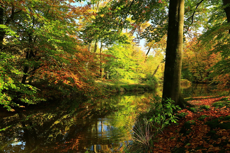 change, tree, reflection, scenics - nature, plant, tranquility, lake, growth, no people, daytime, nature, autumn collection, land, fall, body, tranquil scene