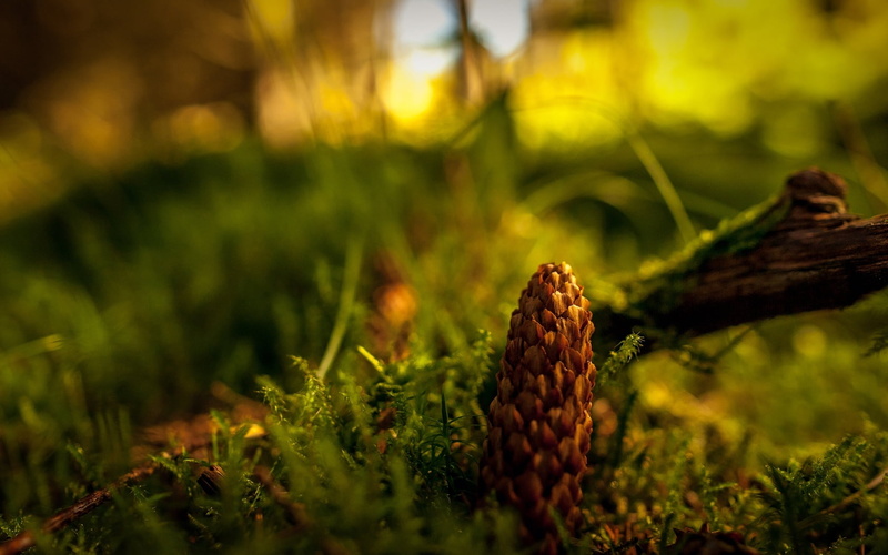 sunlight, pine Tree, plant, outdoors, nut, moss, pine Cone, freshness, food and drink, backgrounds, color Image, yellow, nature, season, field, growth