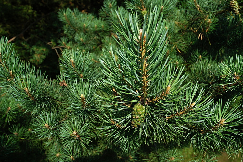 close-up, pine cone, christmas, backgrounds, season, growth, branch, no people, full frame, plant, spruce, 2K, focus on foreground, outdoors, tranquility