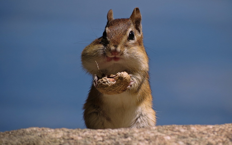 nuts, 1080P, chipmunk, peanuts