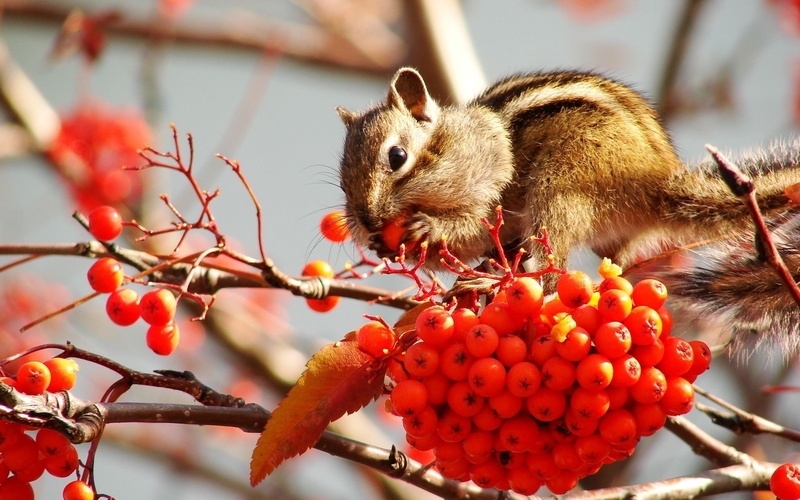 Small, Red, Berries, 1080P, Chipmunk, Eat