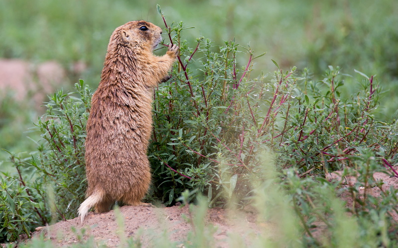hd, animals, chipmunk, 2K