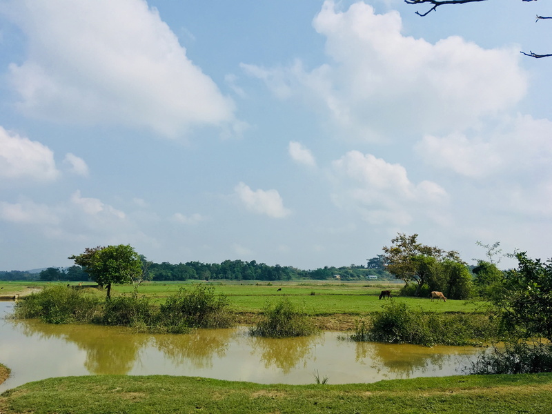 tranquil scene, 4K, colour, nature, water, daylight, surrounded, forest, sky, outdoors, trees, summer, grass, no people, farm, green color, landscape