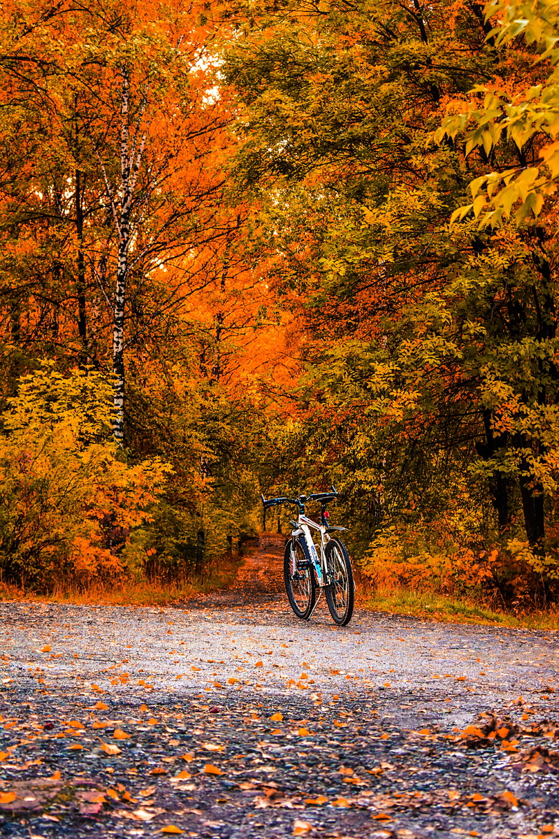 fall, leafed, land, leaf, bicycle, tree, road, scenics - nature, trees, orange color, no people, bright, landscape, daylight, plant, environment, change