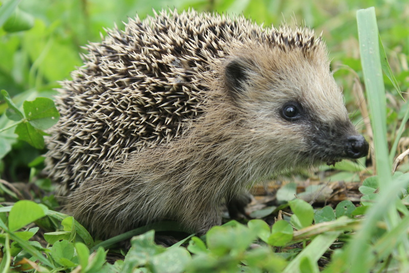animal, cinnamon, Nature, hedgehog, grass, lawn, thorns, wild, hd, needles, snowflake, 4K