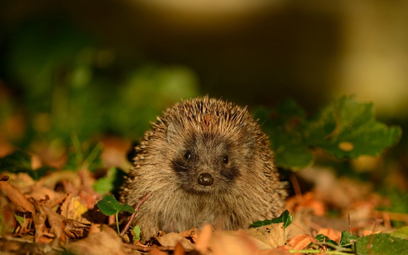 animals In The Wild, hedgehog, small, day, no People, animal themes, selective focus, green Color, 720P, young Animal, plant, cute, brown, focus on foreground