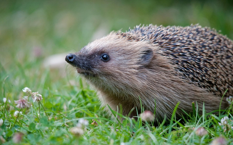 animal, hedgehog, grass, 1080P, thorns