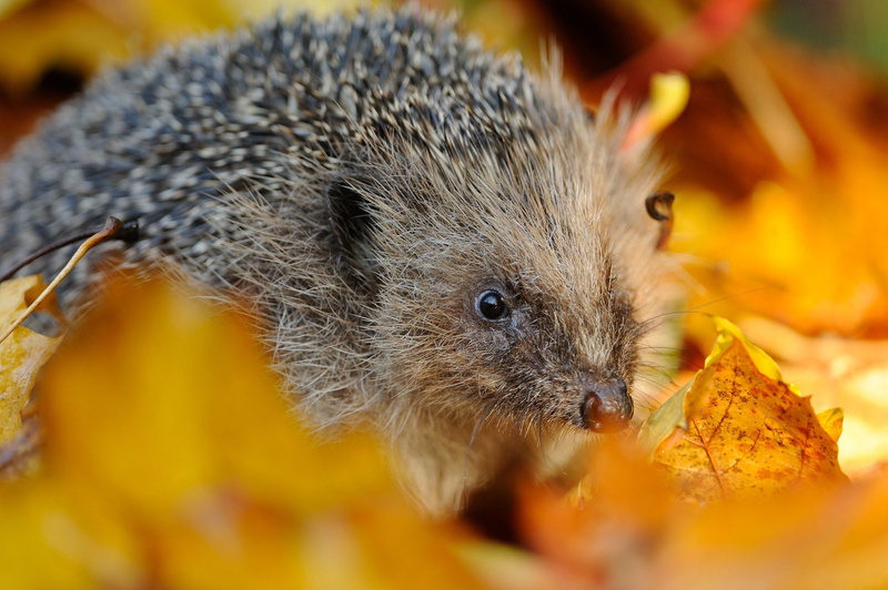 animal head, brown, hedgehog, whisker, forest, rodent, looking, animal eye, animals In The Wild, eating, close-up, foliage, nature, green Color, looking at camera