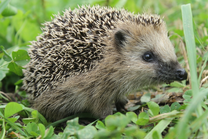 4K, nature, grass, selective focus, vertebrate, looking, animals In The Wild, fur, green Color, close-up, day, muzzle, one Animal, hedge, outdoors, leaf