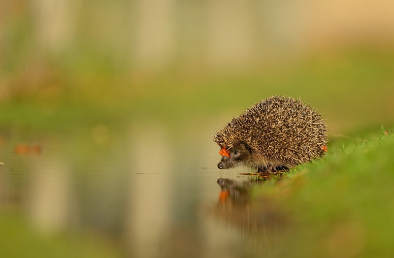 1080P, Nature, surface, hedgehog, nose, needles, reflection, muzzle, water, green