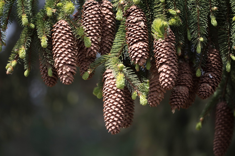cones, close-up, green Color, pine needles, hanging, no People, bunch, vertebrate, needle - Plant Part, plant, twigs, spruce Tree, season, botany, summer