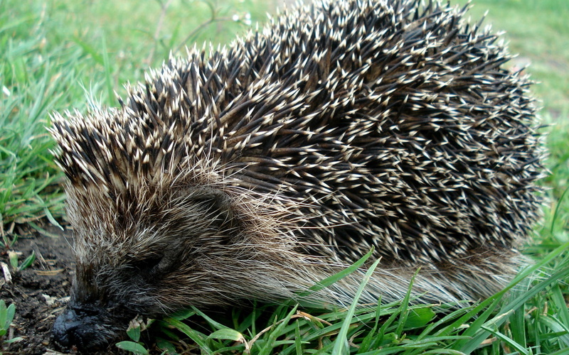 nature, close-up, bristle - Animal Part, mammal, plant, green Color, animals In The Wild, wildlife, hedge, field, rodent, vertebrate, animal wildlife, young Animal
